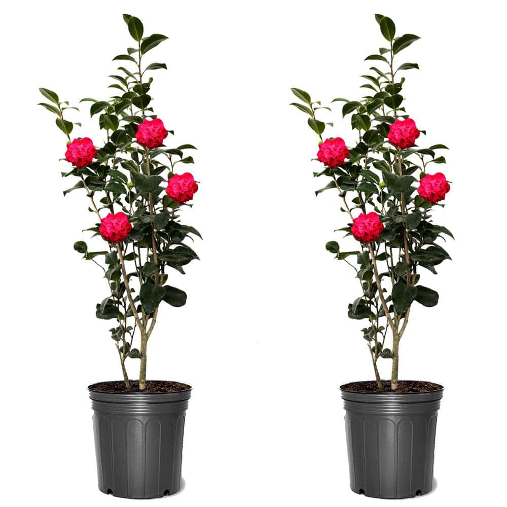 3 gal. Kramer's Supreme Japonica Camellia, Evergreen Shrub