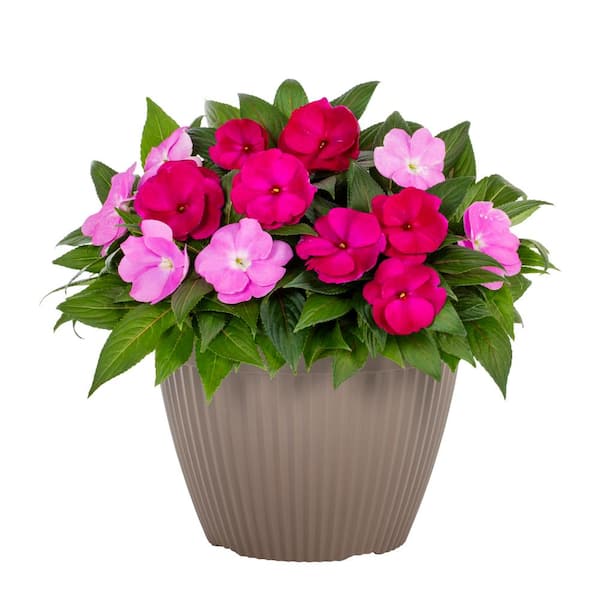 Vigoro 2 Gal. New Guinea Impatiens in Decorative Planter Pink and Purple Mix Annual Plant (1-Pack)