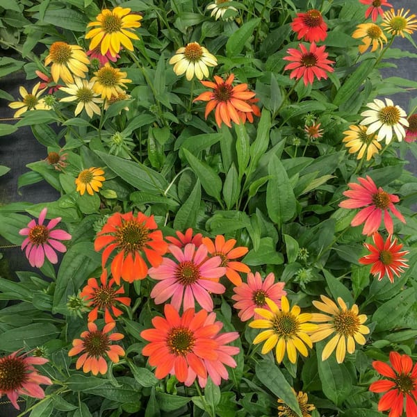thca flower seeds Jealousy THCA Flower (Exotic)  Premium Cultivars