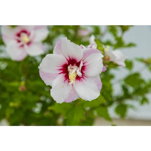 FIRST EDITIONS 2 Gal. Fiji Hibiscus Flowering Shrub with Pink