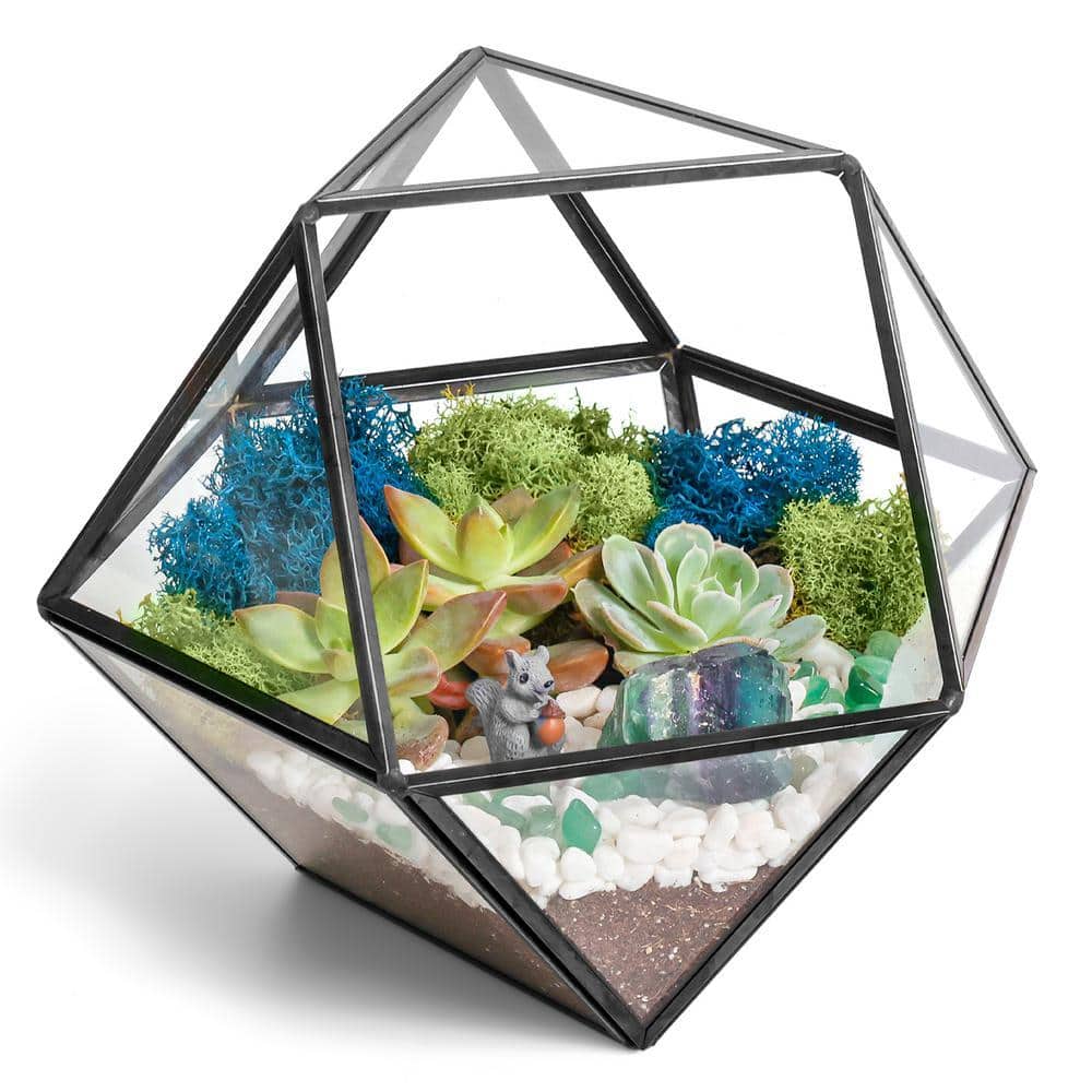 Black Geometric Glass Terrarium Kit with Live Succulent price history on PriceWatchPro