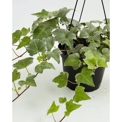 Ivy Indoor Plants Garden Center The Home Depot