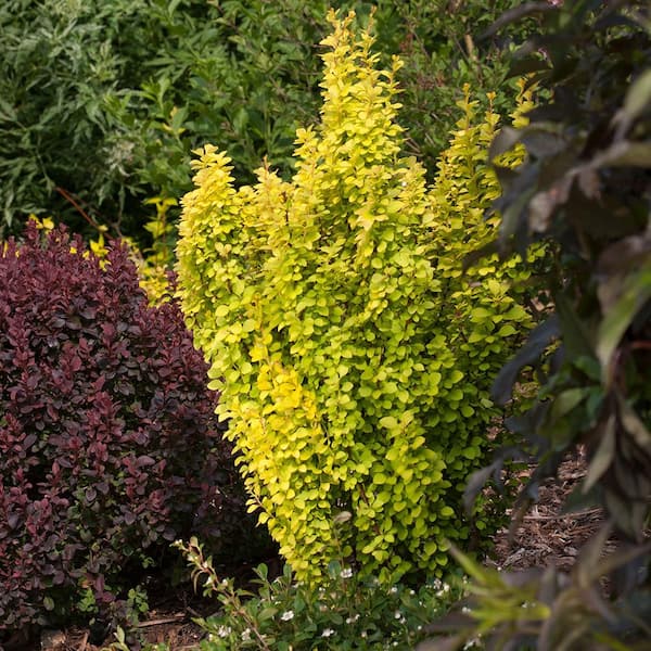 PROVEN WINNERS 2 Gal. Sunjoy Gold Pillar Barberry Shrub with Vivid Gold Foliage 14764 - The Home Depot