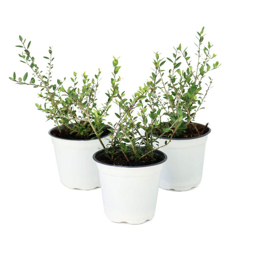 ホリーナイト N.Y.ハート HOLLY KNIGHT　25DP-5300 Steeds Holly | Order Online | Treeland Nursery