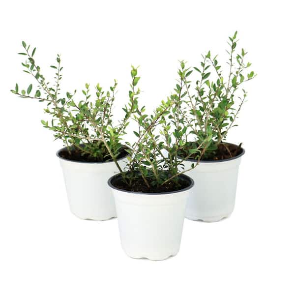national PLANT NETWORK 4 in. Dwarf Yaupon Holly Shrub (8-Pack