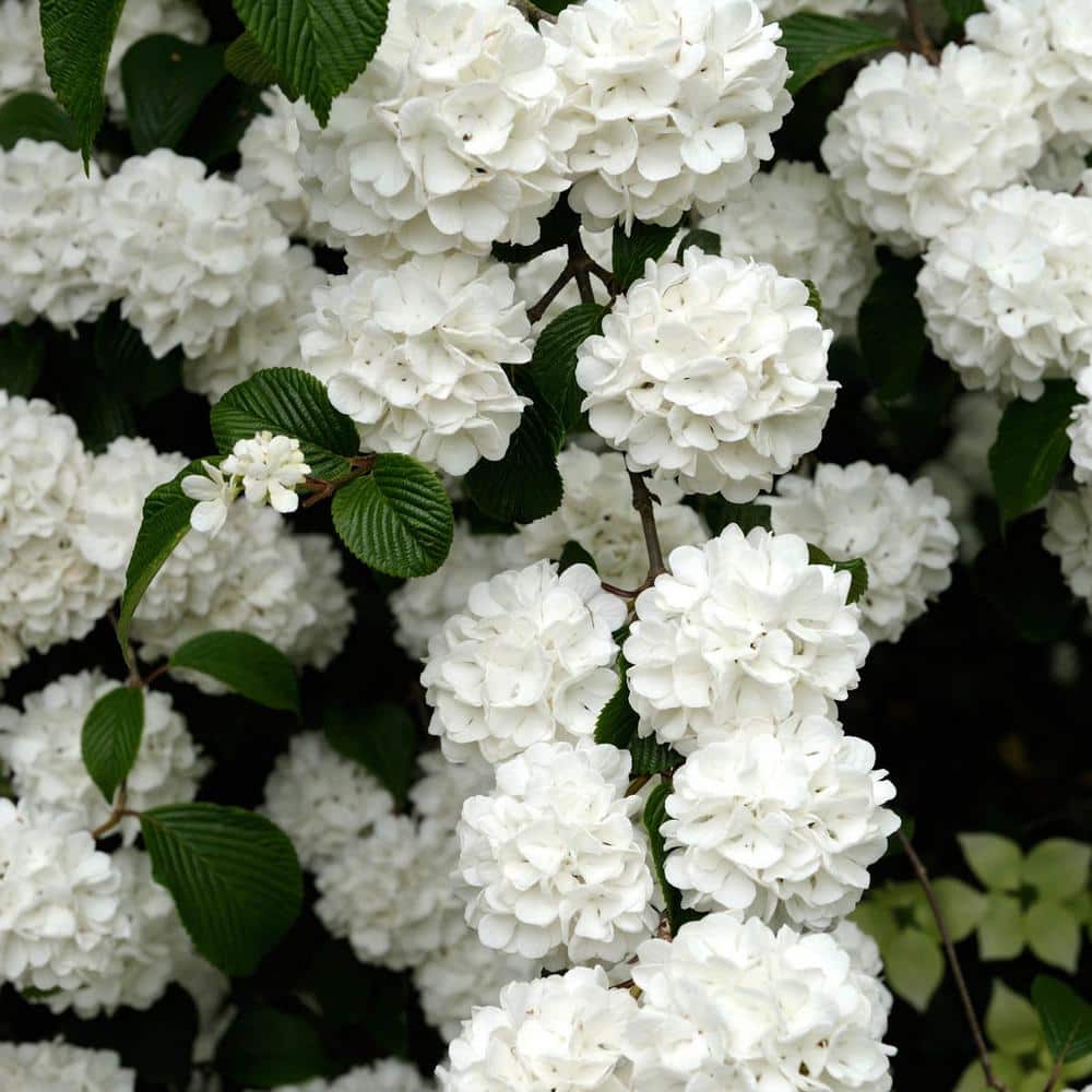 9 in. Tall to 12 in. Tall Snowball Viburnum (Viburnum) Starter Hedge Kit, Live Bareroot Shrubs (5-Pack) price history on PriceWatchPro