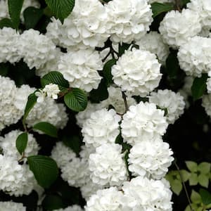 2.25 Gal. Snowball Bush White Flowering Viburnum, Live Deciduous Shrub (1-Pack)
