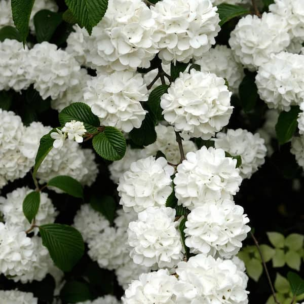 Spring Hill Nurseries 2.25 Gal. Pot Snowball Bush Viburnum Flowering ...