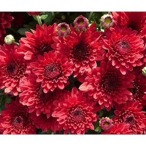 10 in. Red Chrysanthemum Plant in Hanging Basket