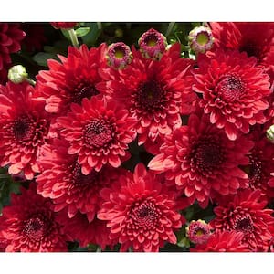 6 in. Mum Red Live Annual Plant (2-Pack)
