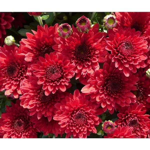 BELL NURSERY 6 in. Mum Red Live Annual Plant (2-Pack)