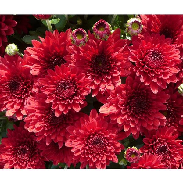 BELL NURSERY 6 in. Red Chrysanthemum Annual Live Plant (4-Pack)