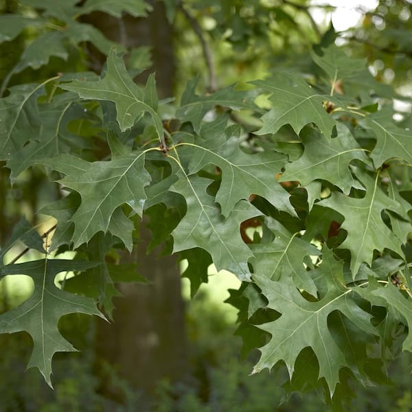 national PLANT NETWORK 2.25 Gal. Deciduous Pin Oak Tree