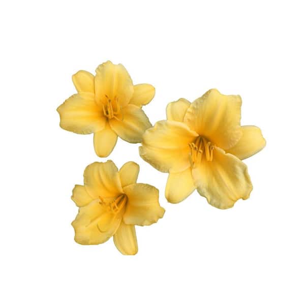 Stella D'Oro Daylily Plants Bareroot 10-Roots 1 to 2 Fans on Each Root