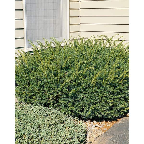 3 Gal. Densiformis Yew (Taxus) Live Evergreen Shrub