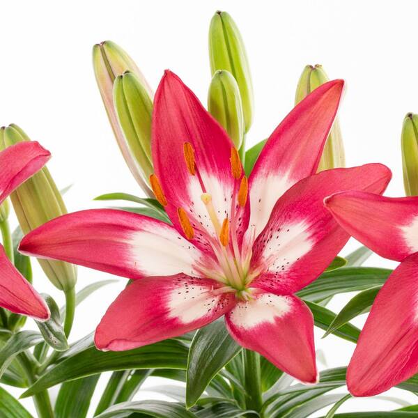 METROLINA GREENHOUSES 2.5 Qt. Perfect Joy Pink Asiatic Lily Plant