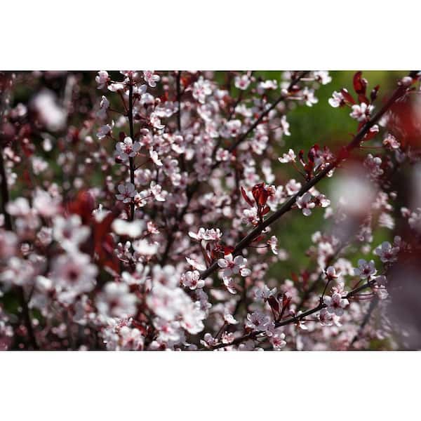 3 Gal. Purple-Leaf Sand Cherry (Prunus x cisterna) Live Shrub with White Flowers