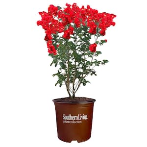 3 Gal. Miss Frances Crape Myrtle Tree with Red Flowers