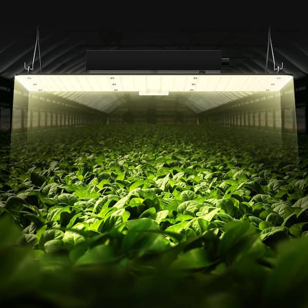 SVOPES 200 W LED Growth Light, Full Spectrum Adjustable, Samsung