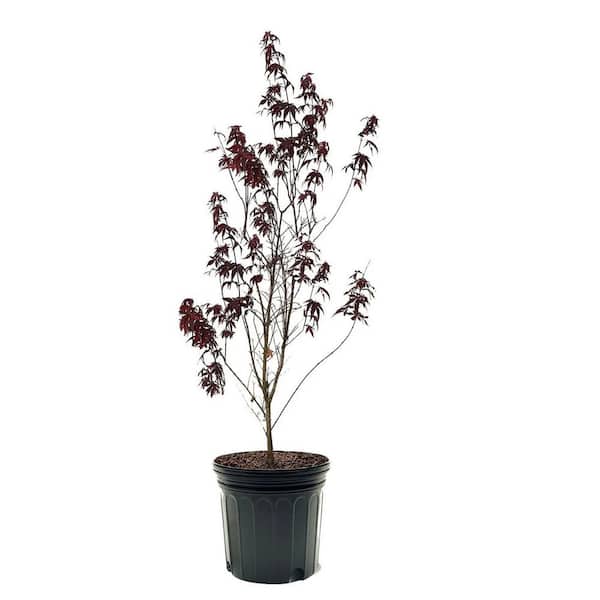 7 Gal. Emperor I Japanese Maple Ornamental Tree