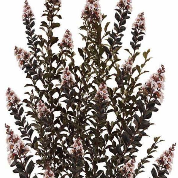 3 Gal. Thunderstruck White Lightning Crape Myrtle Flowering Deciduous Tree with White Flowers