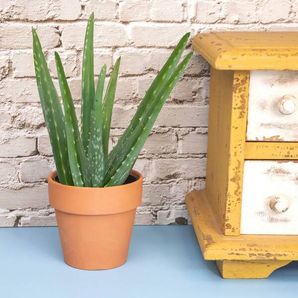 elina aloe vera creme Elina Aloe Vera Pflegecreme Körper & Gesicht main image 0