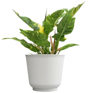 Variegated Philodendron 'Ring of Fire', 6 in. White Decorative Pot, Variegated Houseplant, Live Indoor House Plant Gift