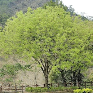 Chinese Pistache Deciduous Shade Tree