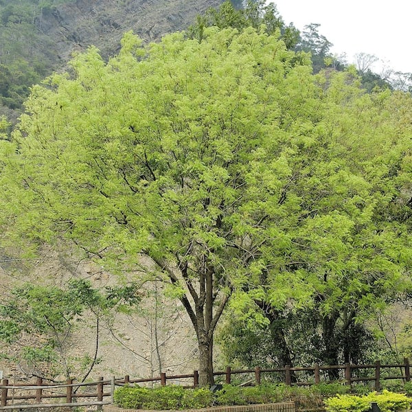Unbranded Chinese Pistache Deciduous Shade Tree