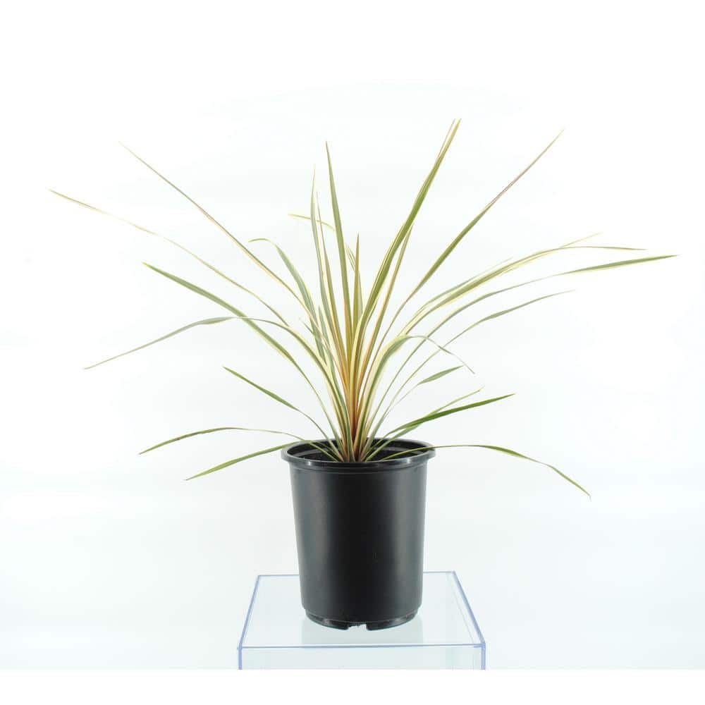 2.5 Qt. Annual Grass Cordyline Australis Torbay Dazzler