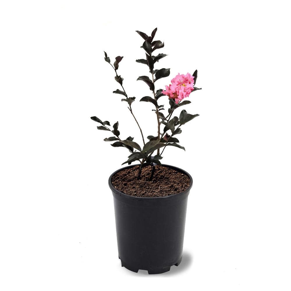 1 Gal. Shell Pink Crape Myrtle Tree price history on PriceWatchPro