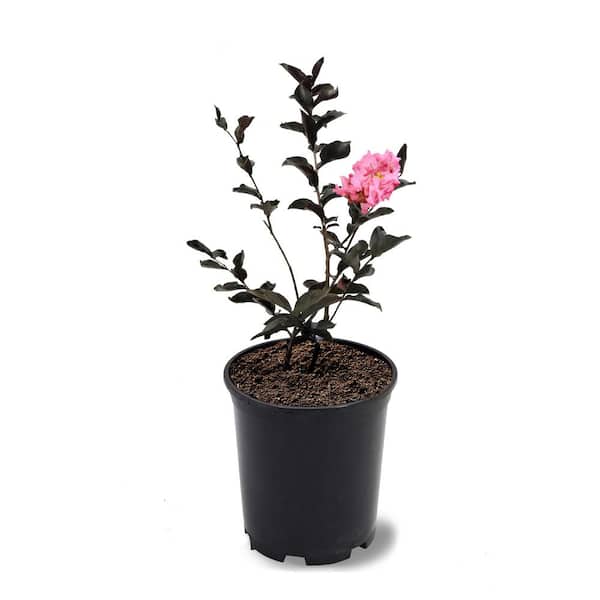 1 Gal. Shell Pink Crape Myrtle Tree