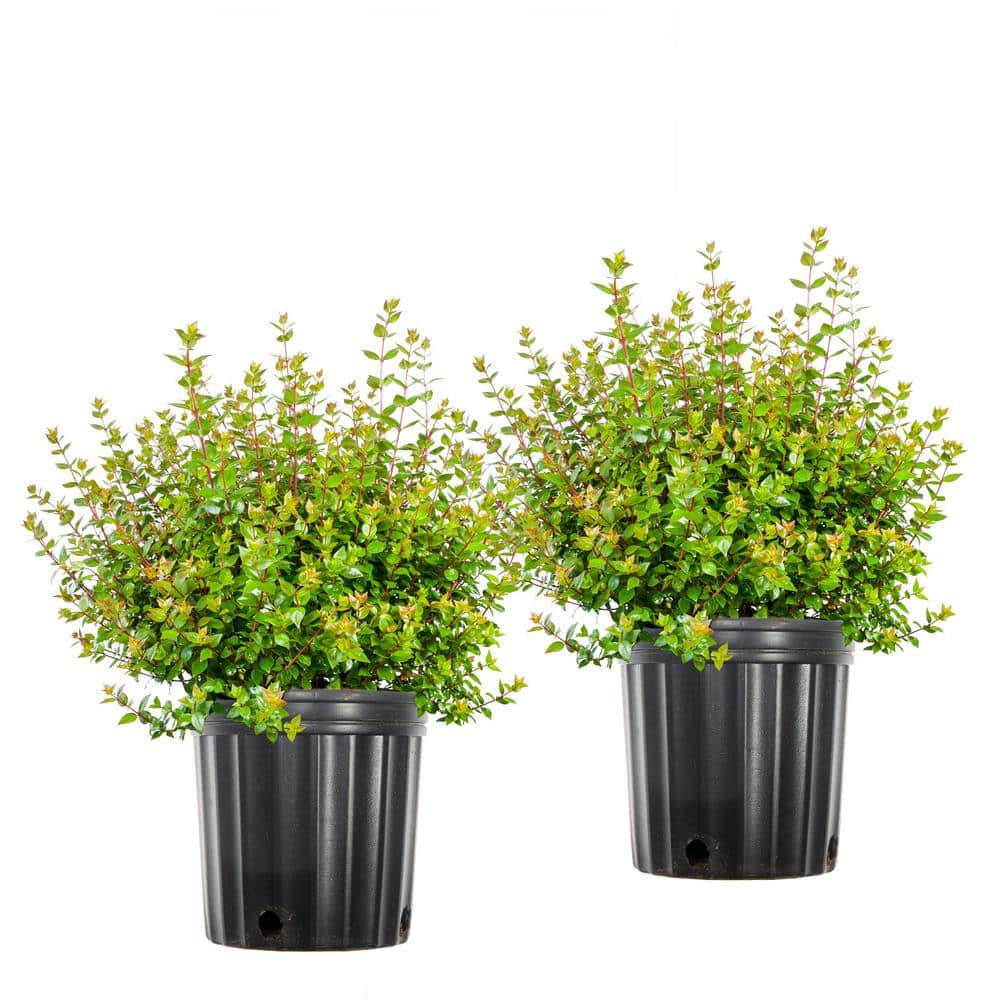 #3 Rose Creek Abelia Shrub (2-Pack)