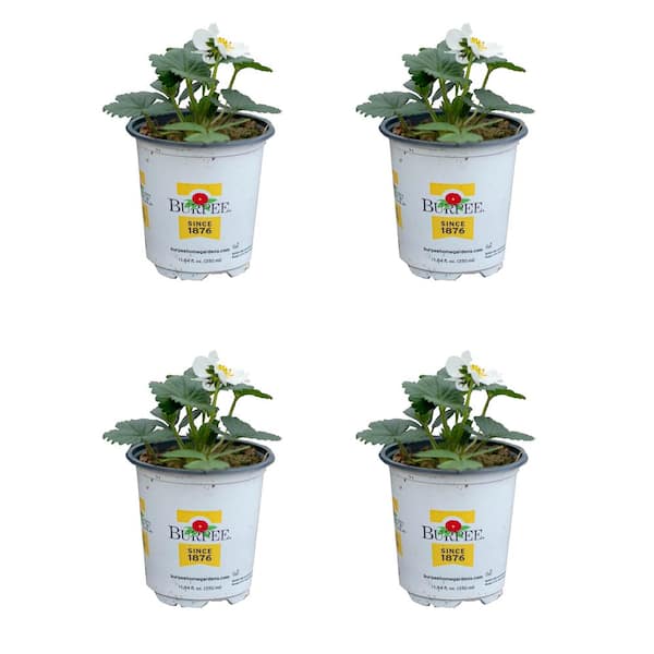 1.0 pt Burpee Strawberry Berries Galore White Plant (4-Pack)