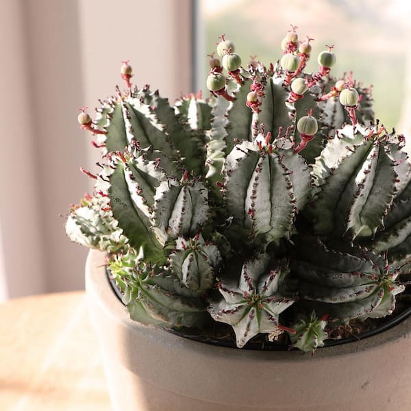 ALTMAN PLANTS Altman Reserve 6 in. Nova Milk Barrel Succulent (Euphorbia  Horrida) in Cement Pot 0872978 - The Home Depot