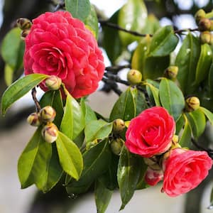 5 Gal. 'Tom Knudsen' Camellia Plant with Red Flowers
