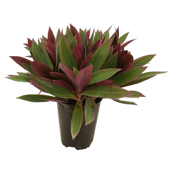 Delray Plants Oyster Plant in 6 in. Pot