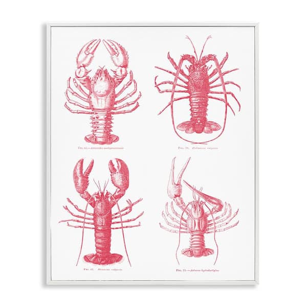 Timeless Lobsters Species by Lettered and Lined White Framed Giclee Coastal Art Print 20 in. x 16 in.
