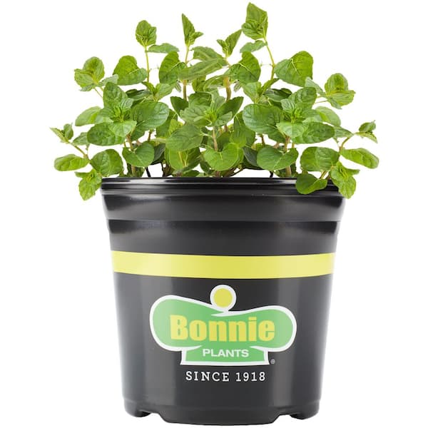 succulent plants fake Fake Potted Artificial Succulent Plant