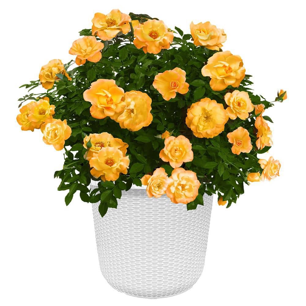 PROVEN WINNERS 2 Gal. Sunorita Rose Plant with Soft Orange Flowers in ...