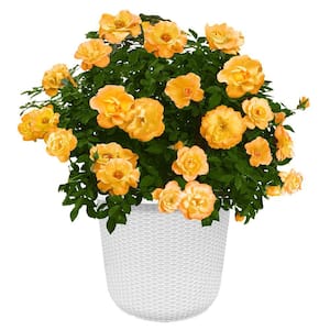 Proven Winners 4.5 in. qt. Oso Easy En Fuego Rose (Rosa x) Live
