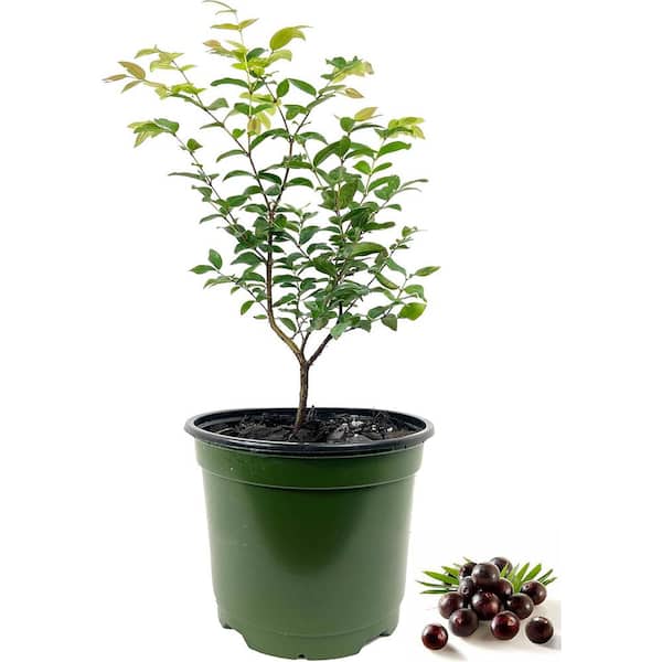 Wekiva Foliage Jaboticaba Tree-Live Plant in a 6 in. Growers Pot-Plinia Cauliflora-Starter Tree-Edible Fruit Trees Florida