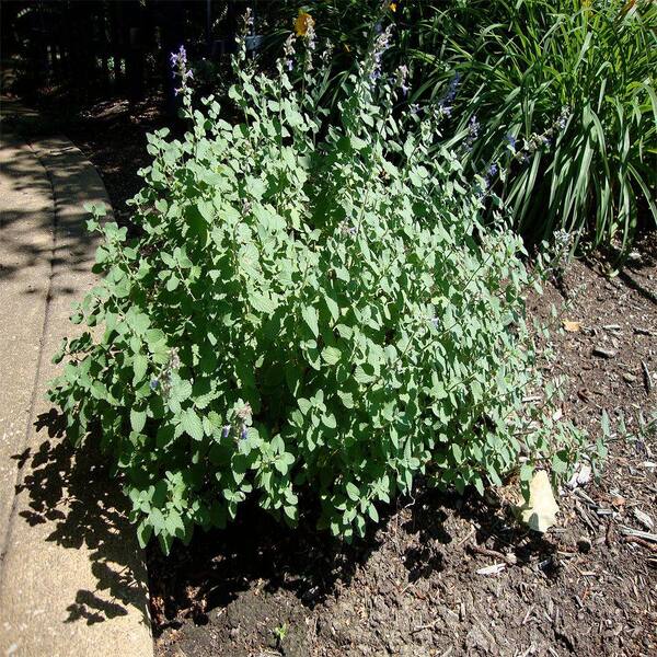 OnlinePlantCenter 1 gal. Walker's Low Catmint Plant