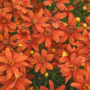 Crazy Cayenne Coreopsis Dormant Bare Root Flowering Perennial Plant grown in a 2 in. Pot (1-Pack)