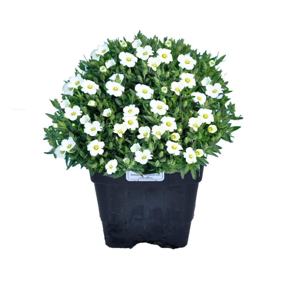 1.0 qt. Perennial Arenaria Montana Avalanche