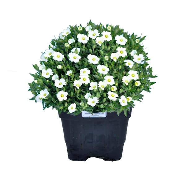 Unbranded 1.0 qt. Perennial Arenaria Montana Avalanche