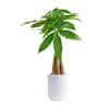 Costa Farms 4 in. Money Tree Braid Plant in White Decor Planter, Avg.  Shipping Height 16 in. Tall 6PILEACONTEMP - The Home Depot