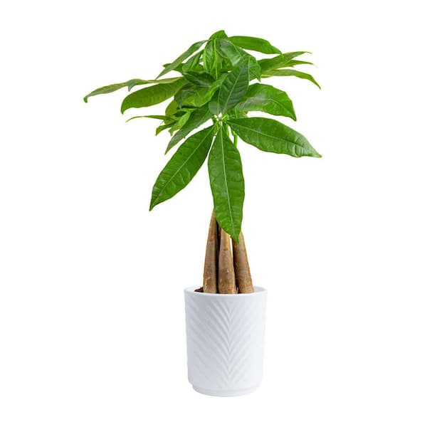 diy fertilizer for indoor plants Houseplants Alive! Houseplant Fertilizer
