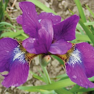 Iris Siberica Claret Cup Bulbs (3-Pack)