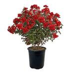 BLACK DIAMOND 2.25 Gal. Best Red Crape Myrtle Tree with Red Flowers 10850